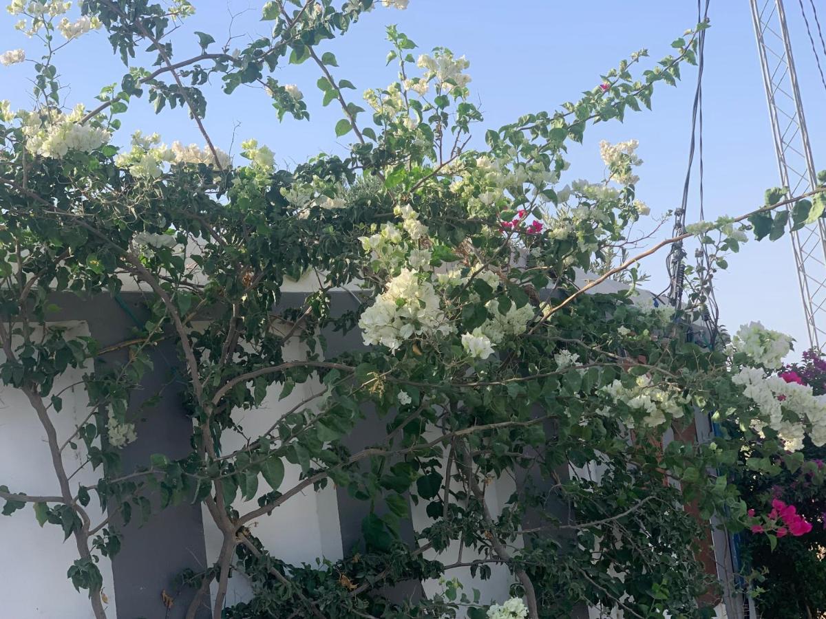 Villa Olivia, Yasmine Hammamet, Bouficha ภายนอก รูปภาพ